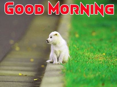 Good Morning Images Photo Pic HD Download With puppy wes3