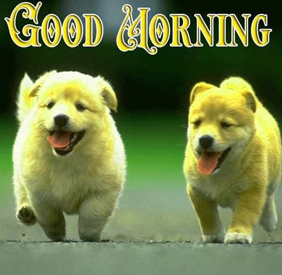 Good Morning Images Photo Pic HD Download With puppy wes32