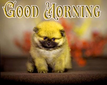 Good Morning Images Photo Pic HD Download With puppy wes35