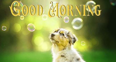 Good Morning Images Photo Pic HD Download With puppy wes37