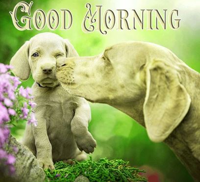 Good Morning Images Photo Pic HD Download With puppy wes41