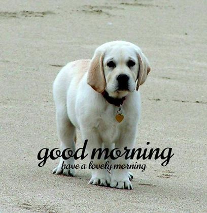 Good Morning Images Photo Pic HD Download With puppy wes43