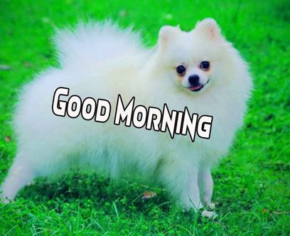 Good Morning Images Photo Pic HD Download With puppy wes46