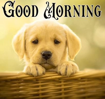 Good Morning Images Photo Pic HD Download With puppy wes5