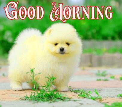 Good Morning Images Photo Pic HD Download With puppy wes51