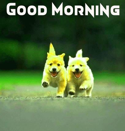 Good Morning Images Photo Pic HD Download With puppy wes56