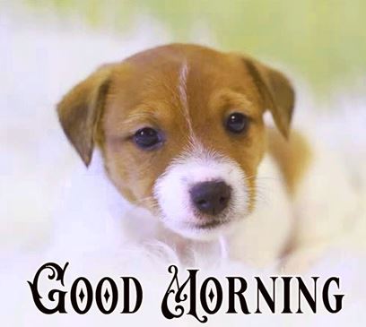 Good Morning Images Photo Pic HD Download With puppy wes57