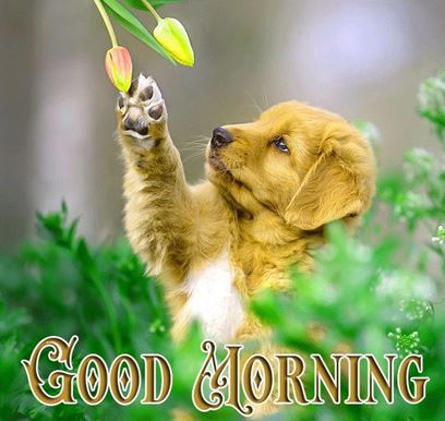 Good Morning Images Photo Pic HD Download With puppy wes59