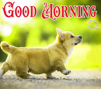 Good Morning Images Photo Pic HD Download With puppy wes6