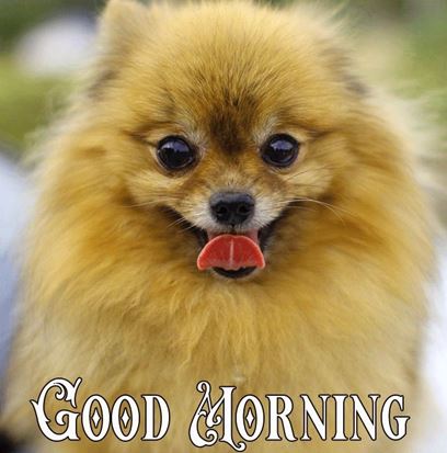 Good Morning Images Photo Pic HD Download With puppy wes67