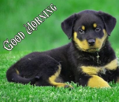 Good Morning Images Photo Pic HD Download With puppy wes68