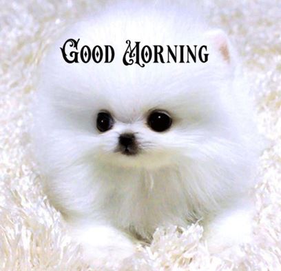 Good Morning Images Photo Pic HD Download With puppy wes7