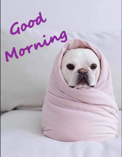 Good Morning Images Photo Pic HD Download With puppy wes78