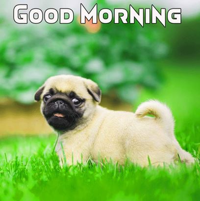 Good Morning Images Photo Pic HD Download With puppy wes8
