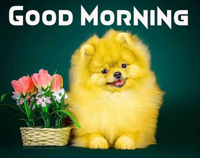 Good Morning Images Photo Pic HD Download With puppy wes81