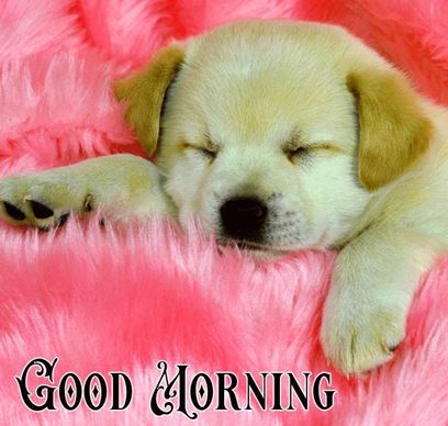 Good Morning Images Photo Pic HD Download With puppy wes84