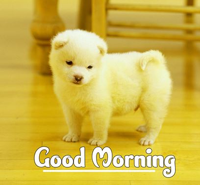 Good Morning Images Photo Pic HD Download With puppy wes89