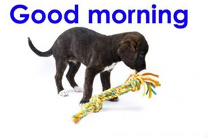 Good Morning Images Photo Pic HD Download With puppy wes92