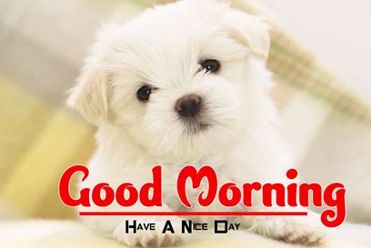 Good Morning Images Photo Pic HD Download With puppy wes98