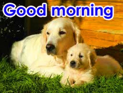 Good Morning Images Photo Pic HD Download With puppy wes99