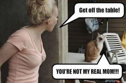 funny cat memes that make you laugh so hard