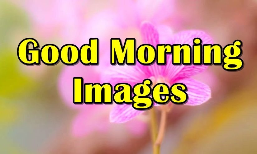 100 Good Morning Images With Flowers