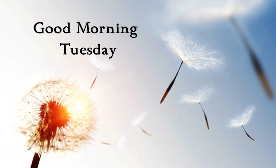Good Morning Tuesday Quotes with Wishes Beautiful Images