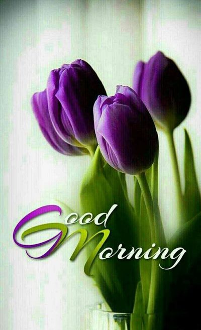 beautiful morning photos and good morning flower pics beautiful morning photos and good morning flower pics