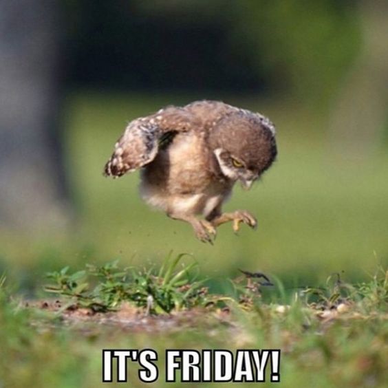 funny friday memes and quotes