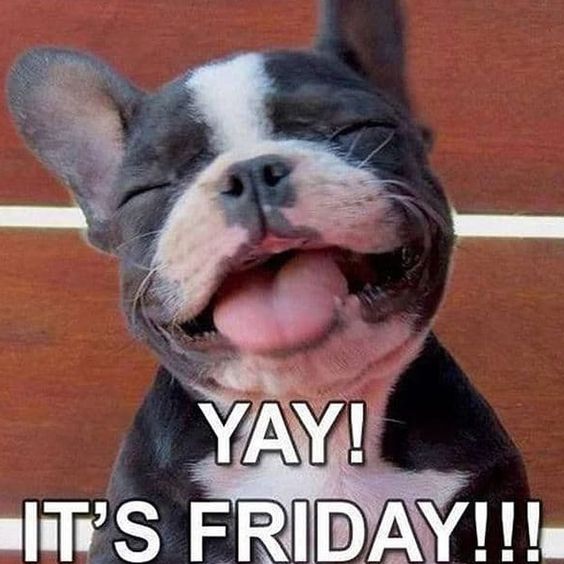 happy friday dog memes funny